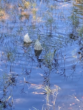 Two white plastic containers float among grass and reeds in shallow water with a clear blue surface reflecting the sky.