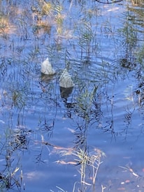 Two white plastic containers float among grass and reeds in shallow water with a clear blue surface reflecting the sky.