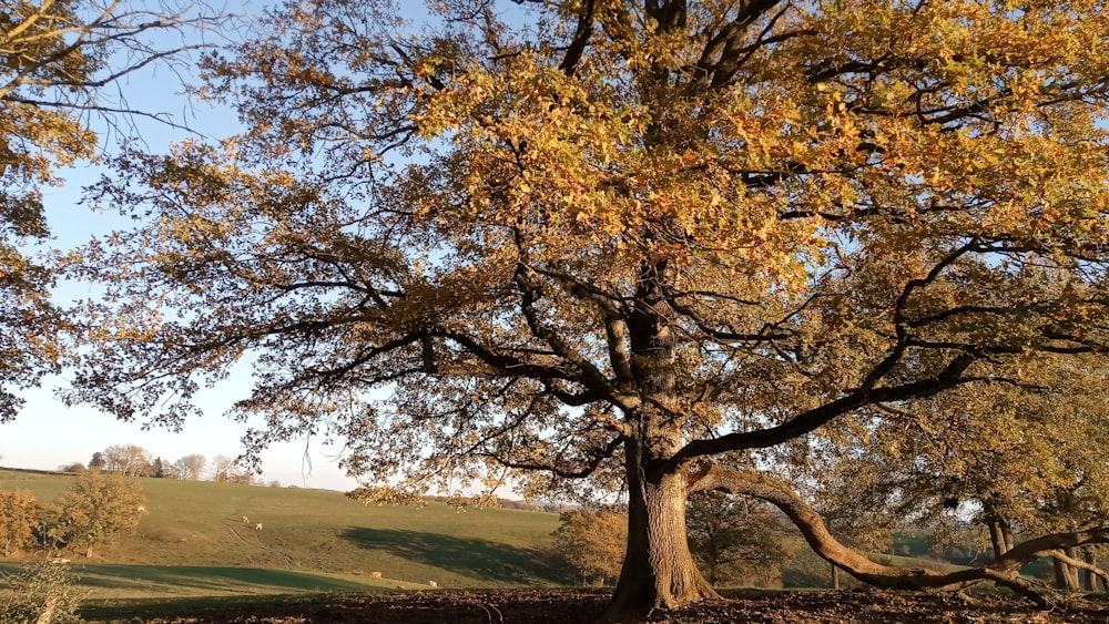 green grass field with trees during daytime