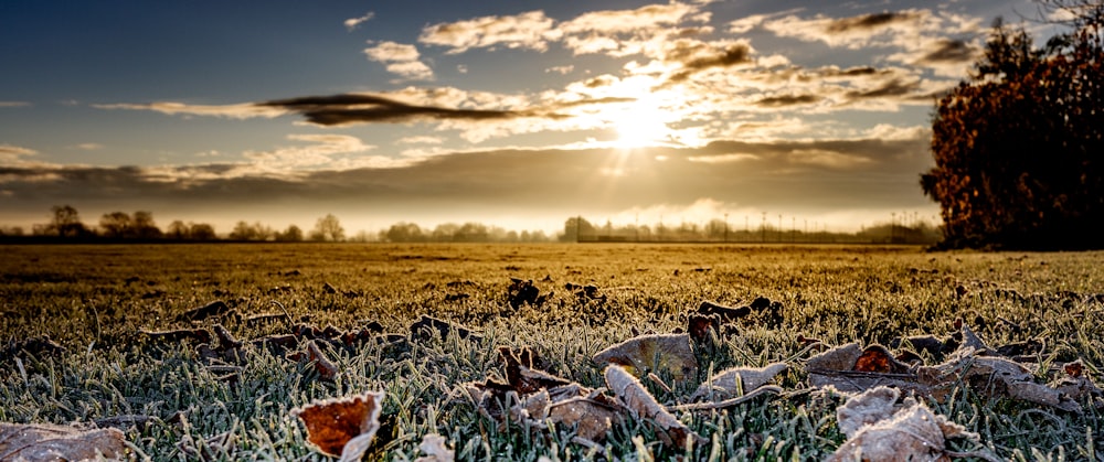 green grass field under cloudy sky during daytime