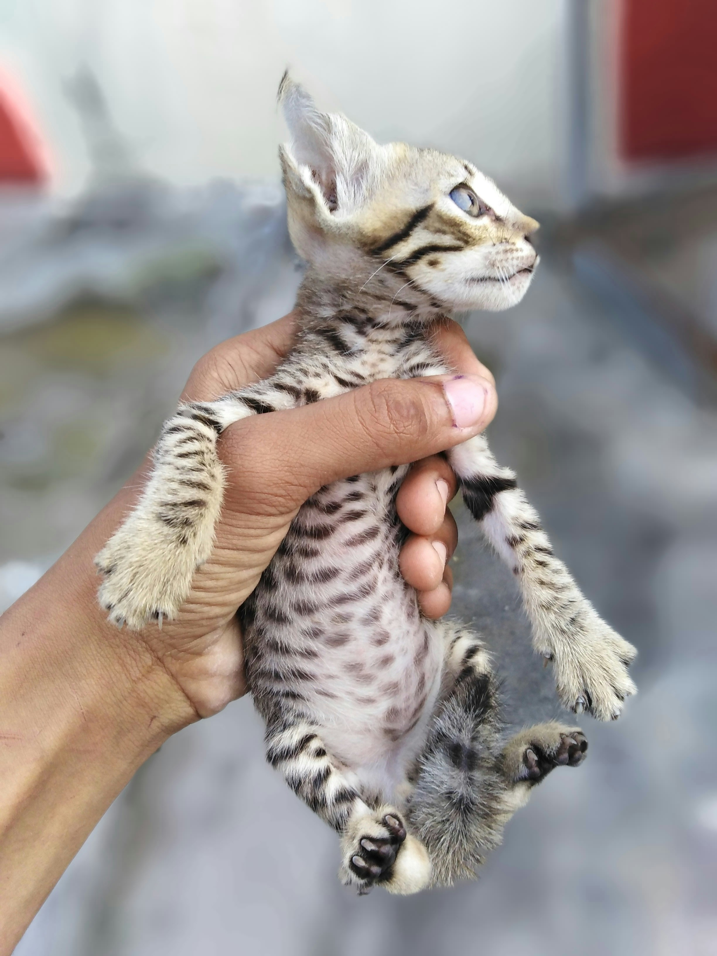 茶色のぶち猫を飼っている人の写真 Unsplashで見つけるバリアンの無料写真