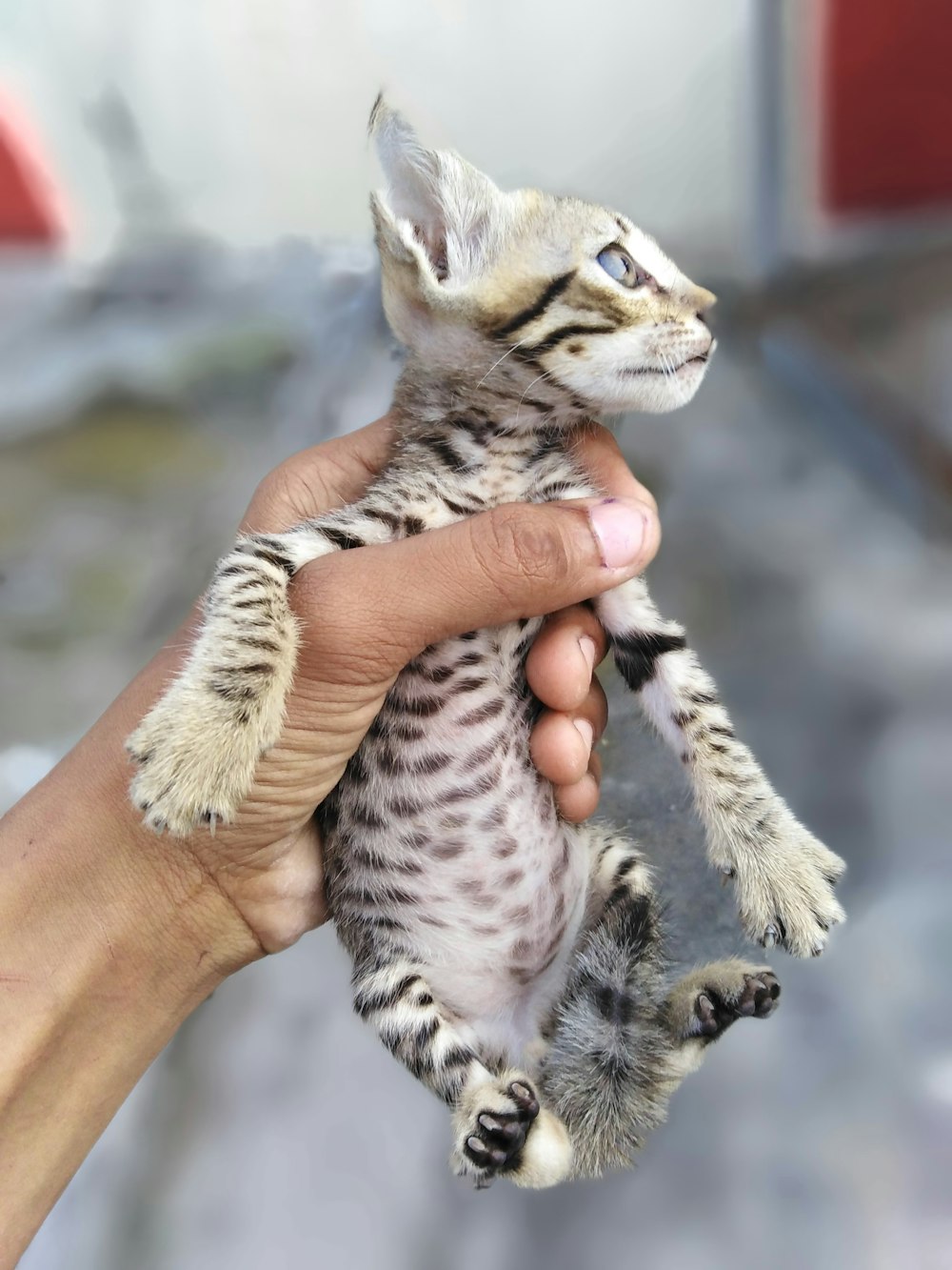 person holding brown tabby cat