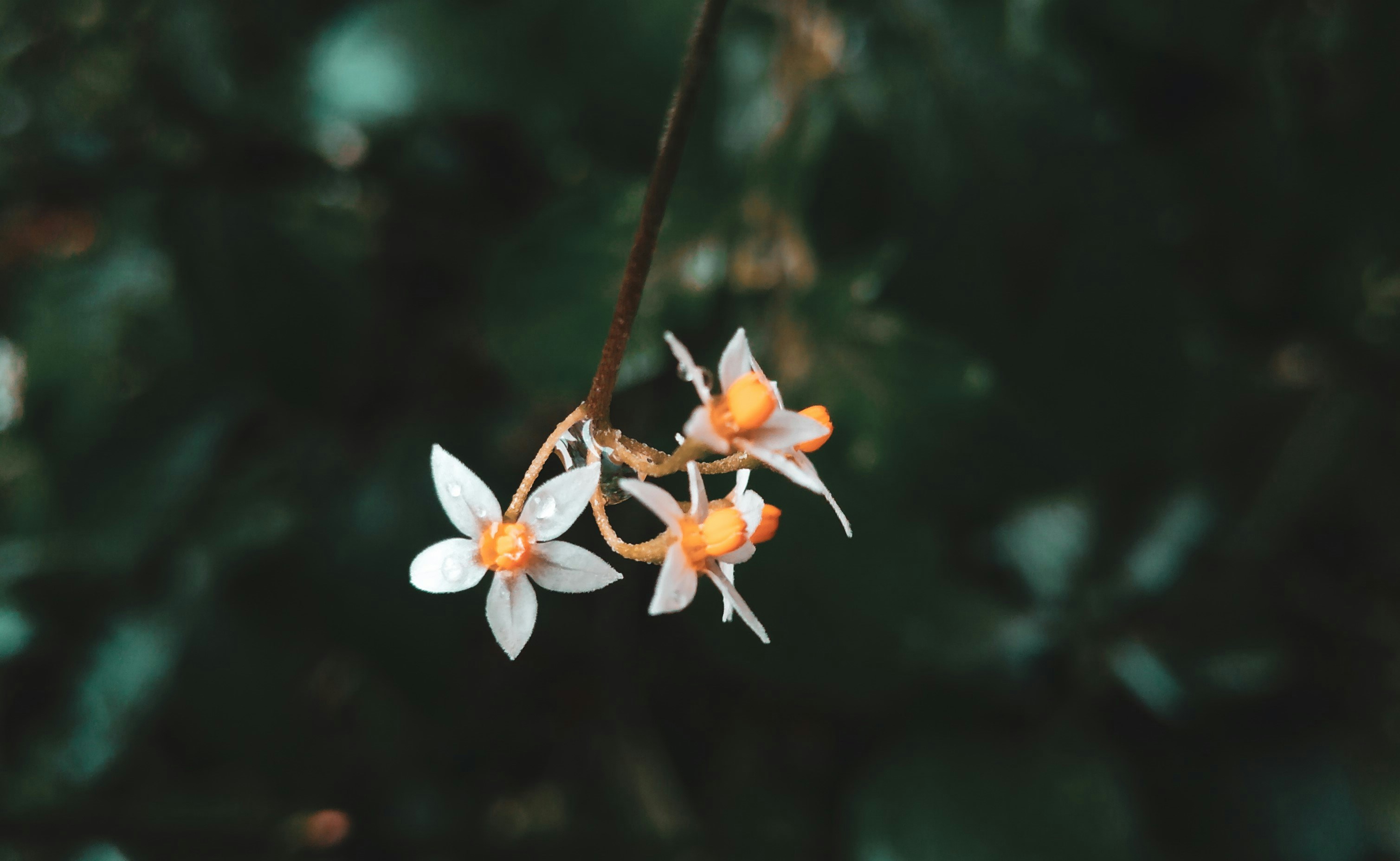 Photo by monishaselv