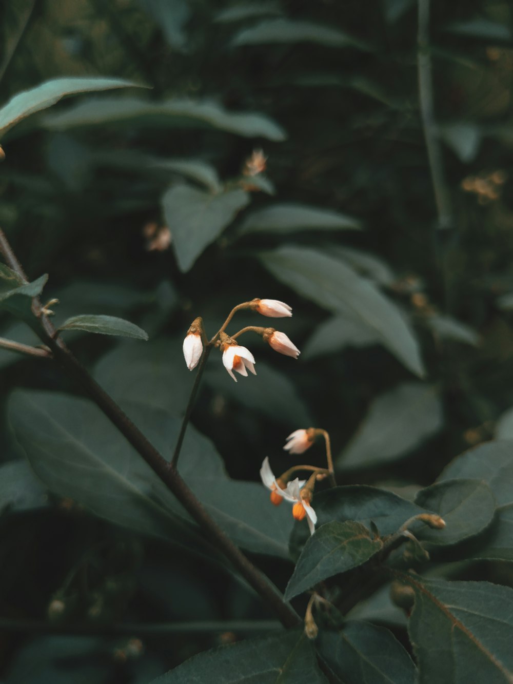 white flower with green leaves