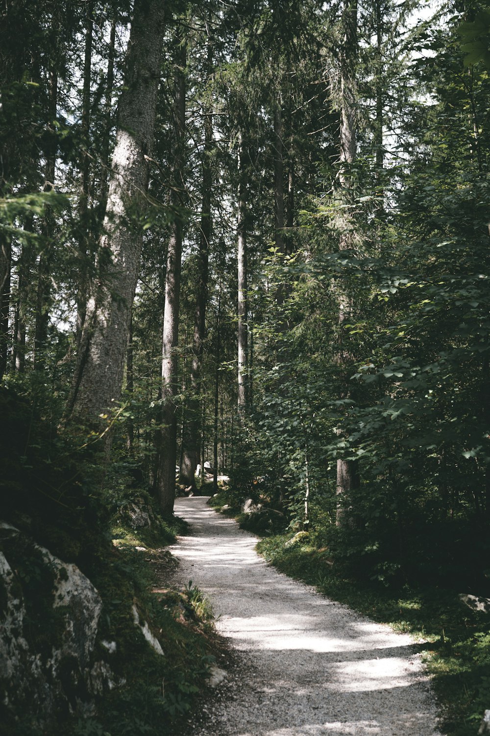 gray concrete road in between green trees during daytime