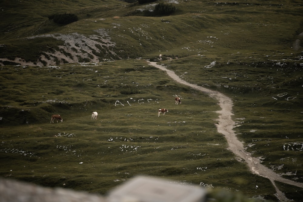 chevaux blancs et bruns sur un champ d’herbe verte pendant la journée