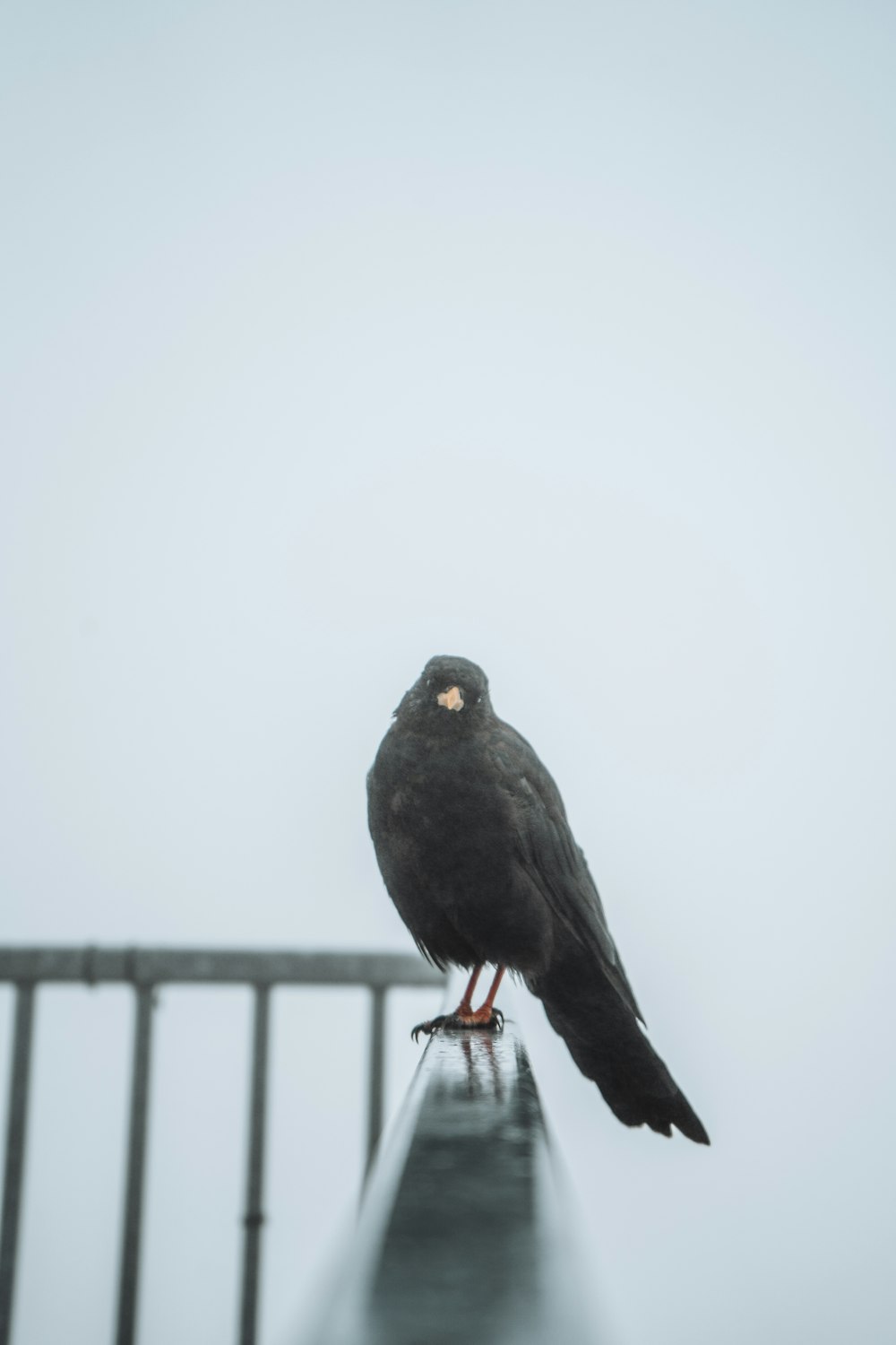 Schwarzer Vogel auf weißem Metallzaun