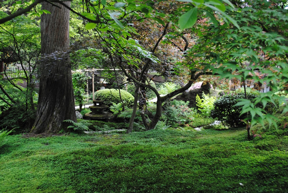 green grass field with trees