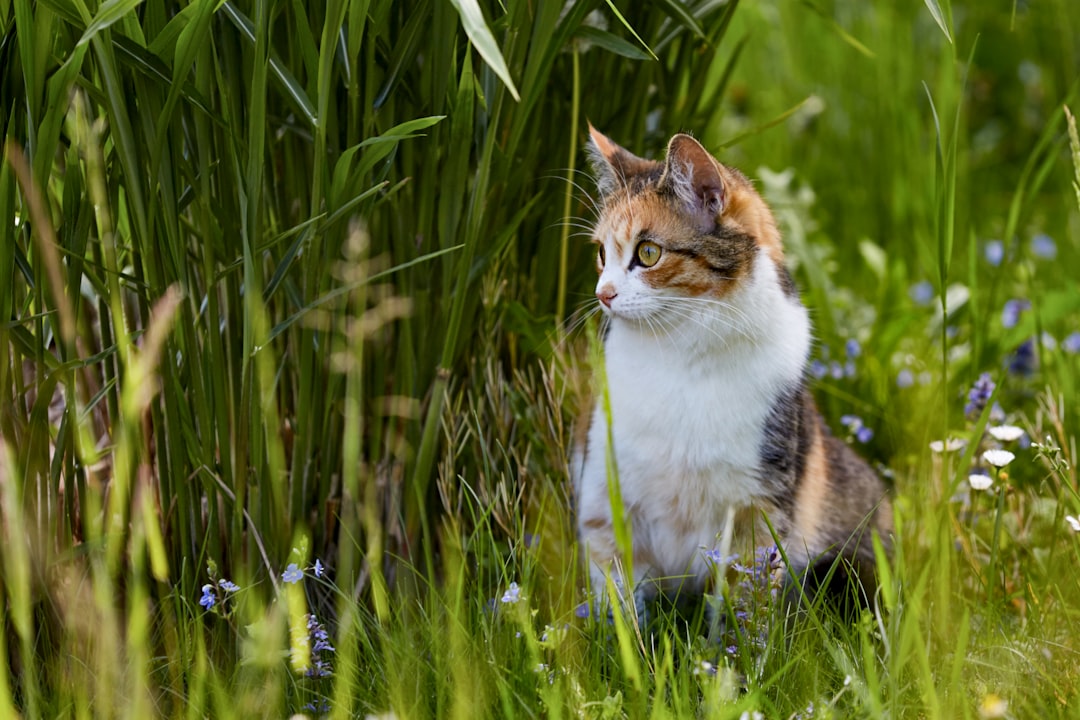 white brown and black cat on green grass field during daytime