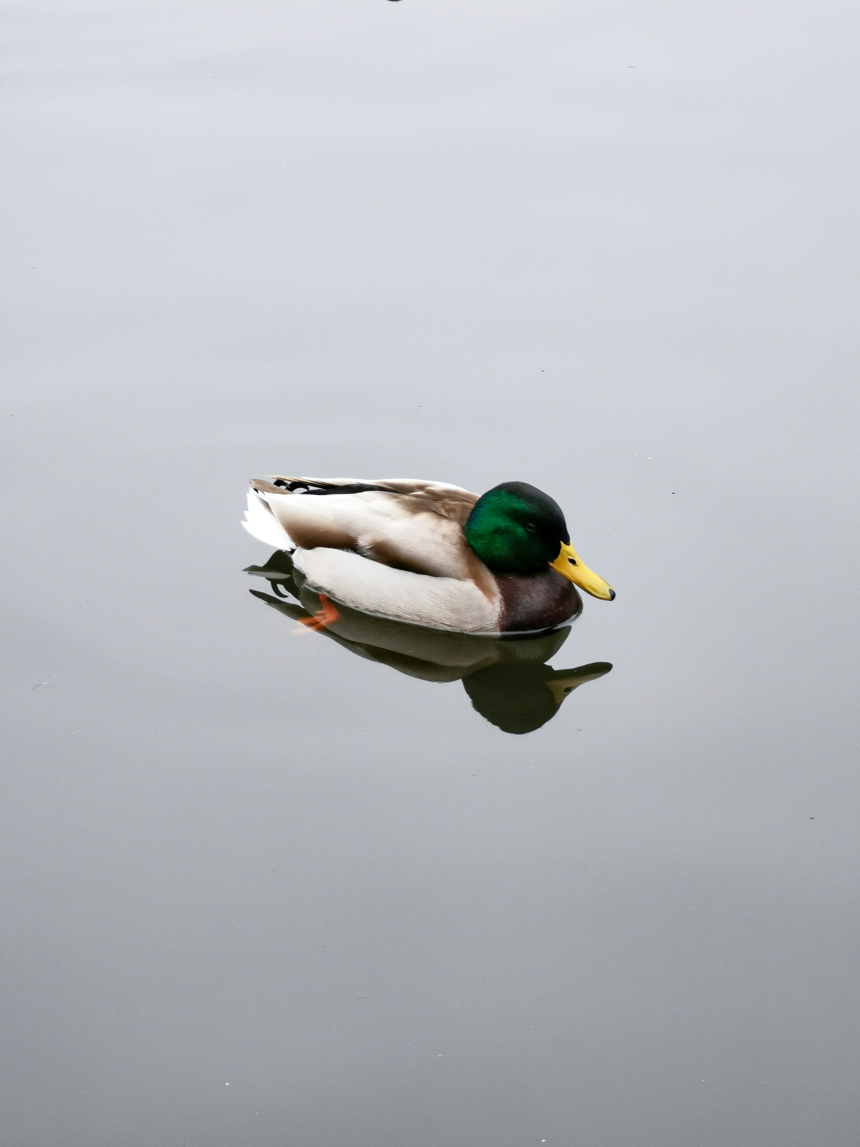 mallard duck on water during daytime