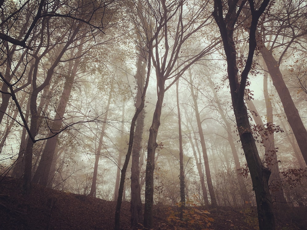 brown bare trees under white sky during daytime