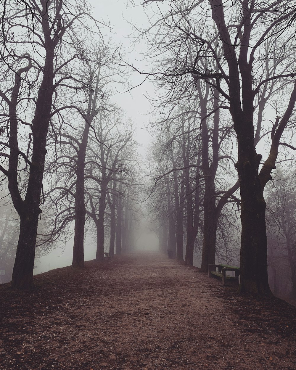 brown pathway between bare trees