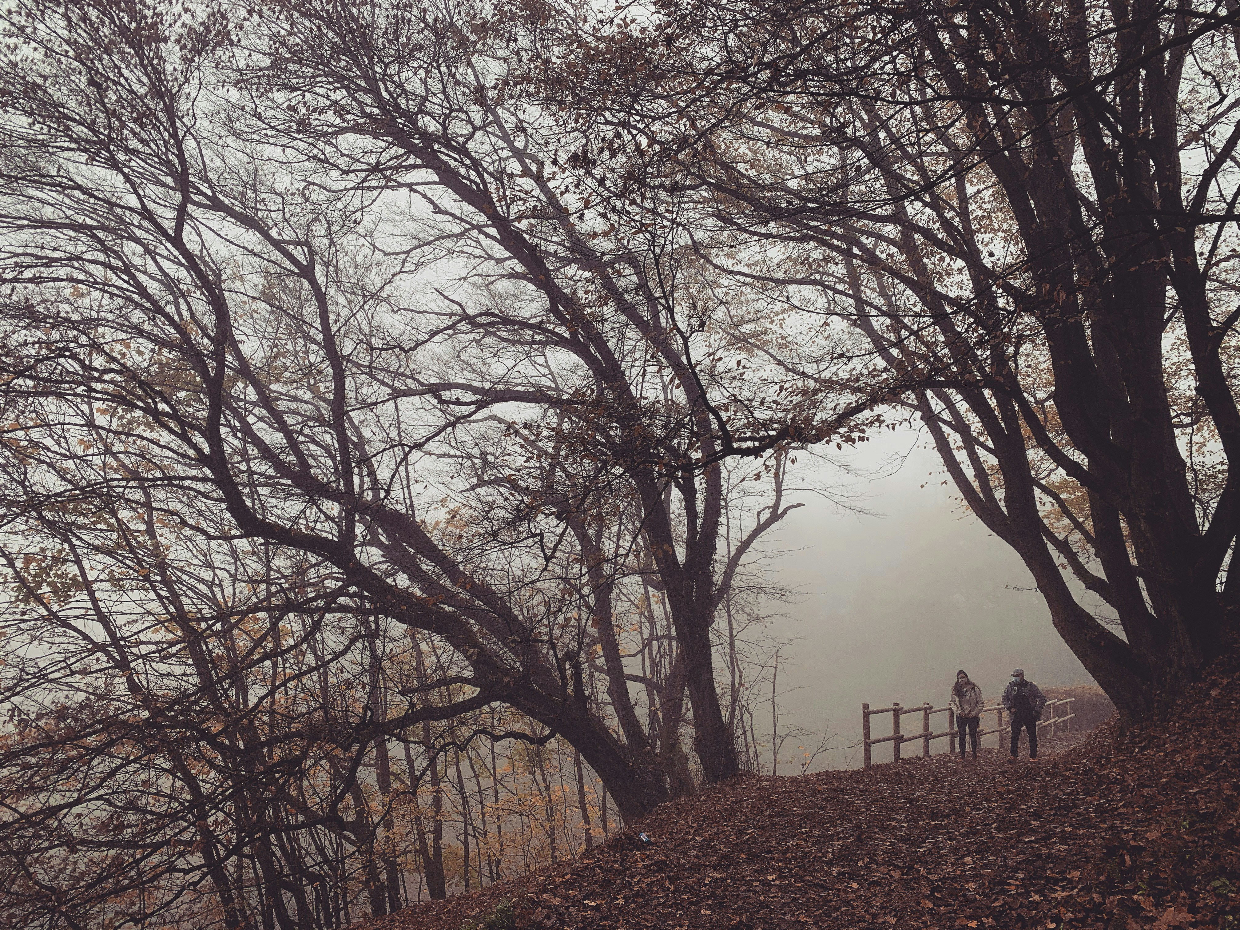 bare trees near body of water during daytime