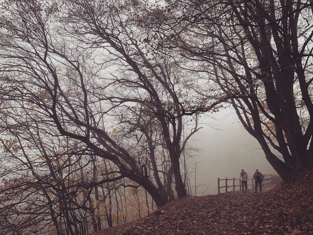 bare trees near body of water during daytime