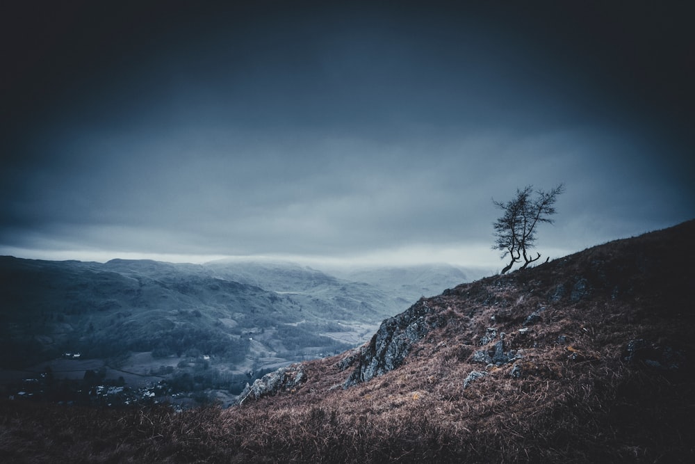 bare tree on top of mountain during daytime