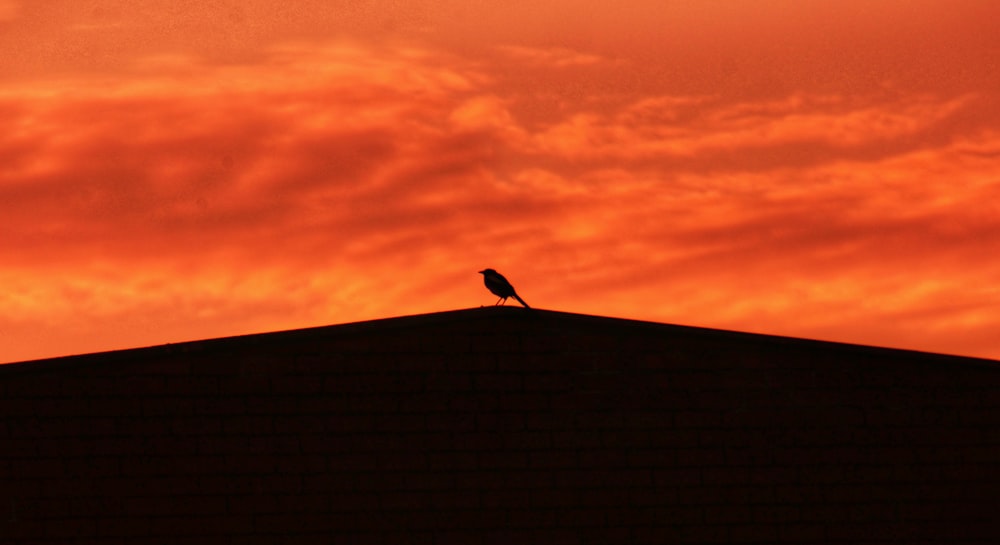 silhouette of bird on brown sand during sunset