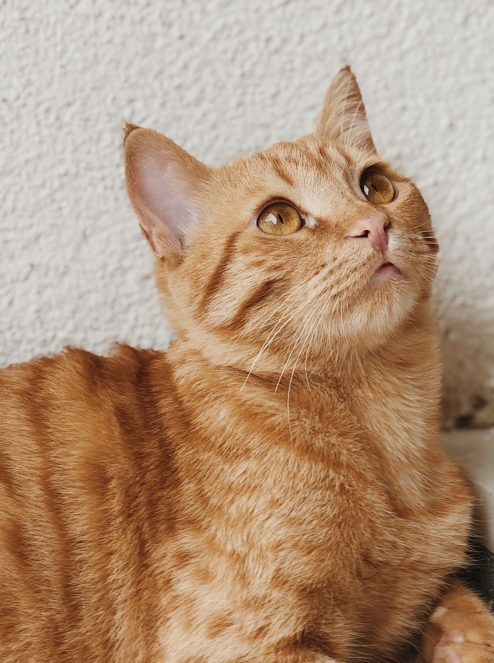 白いテキスタイルにオレンジ色のぶち猫
