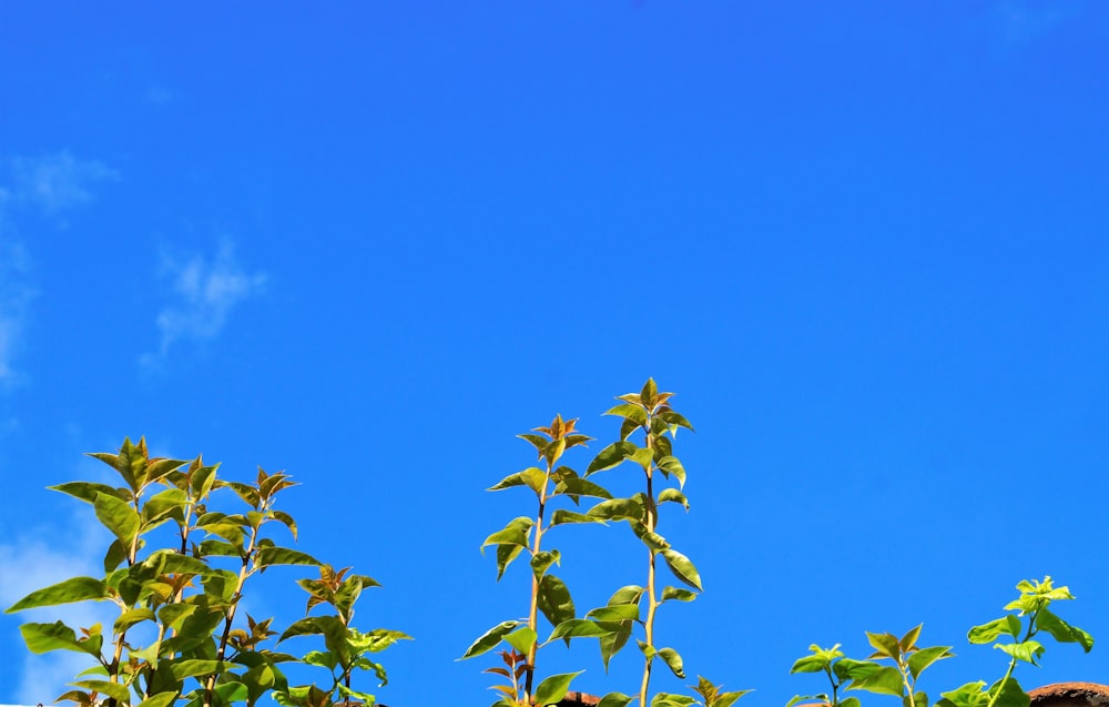 green leaves under blue sky during daytime