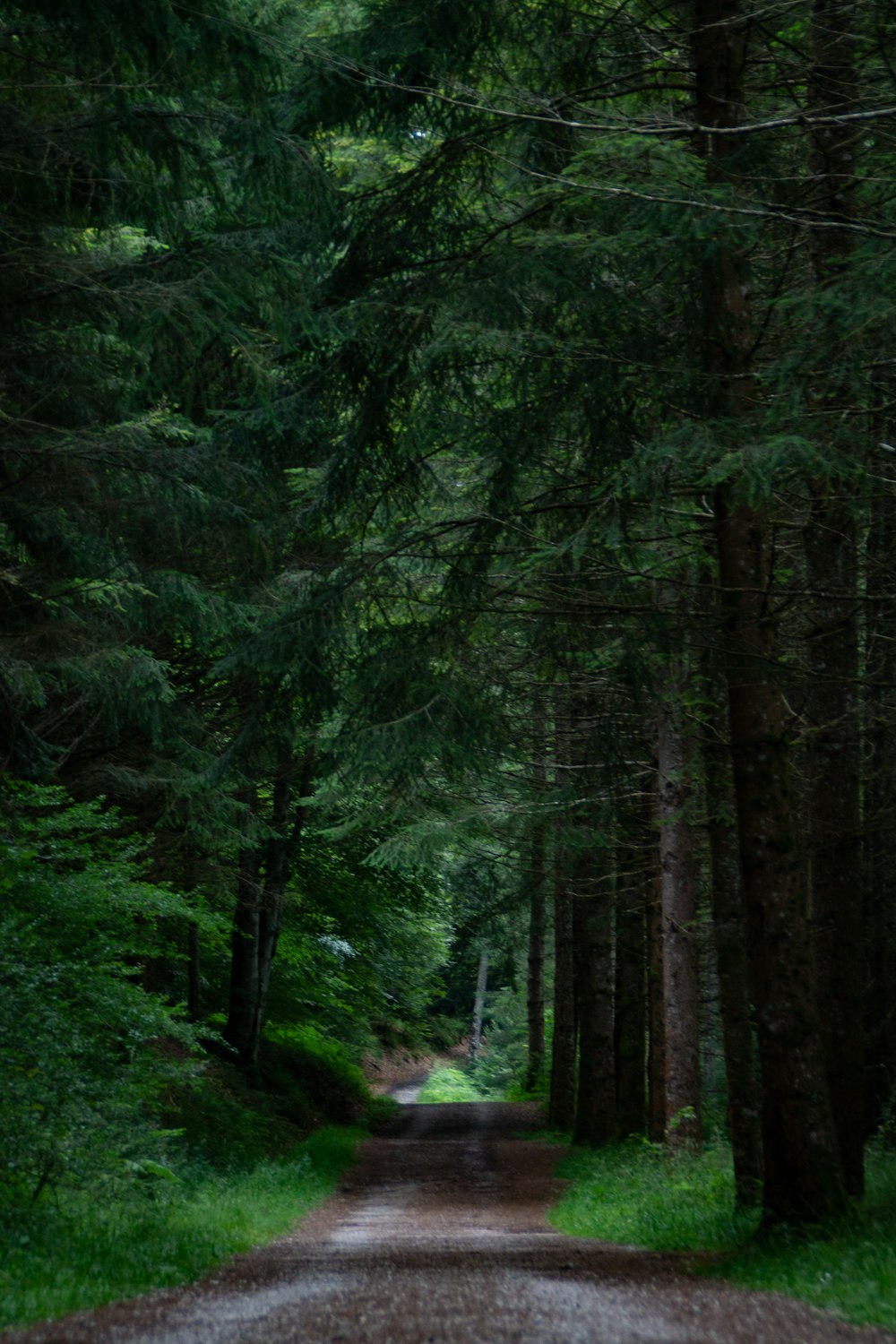 green trees in the forest during daytime