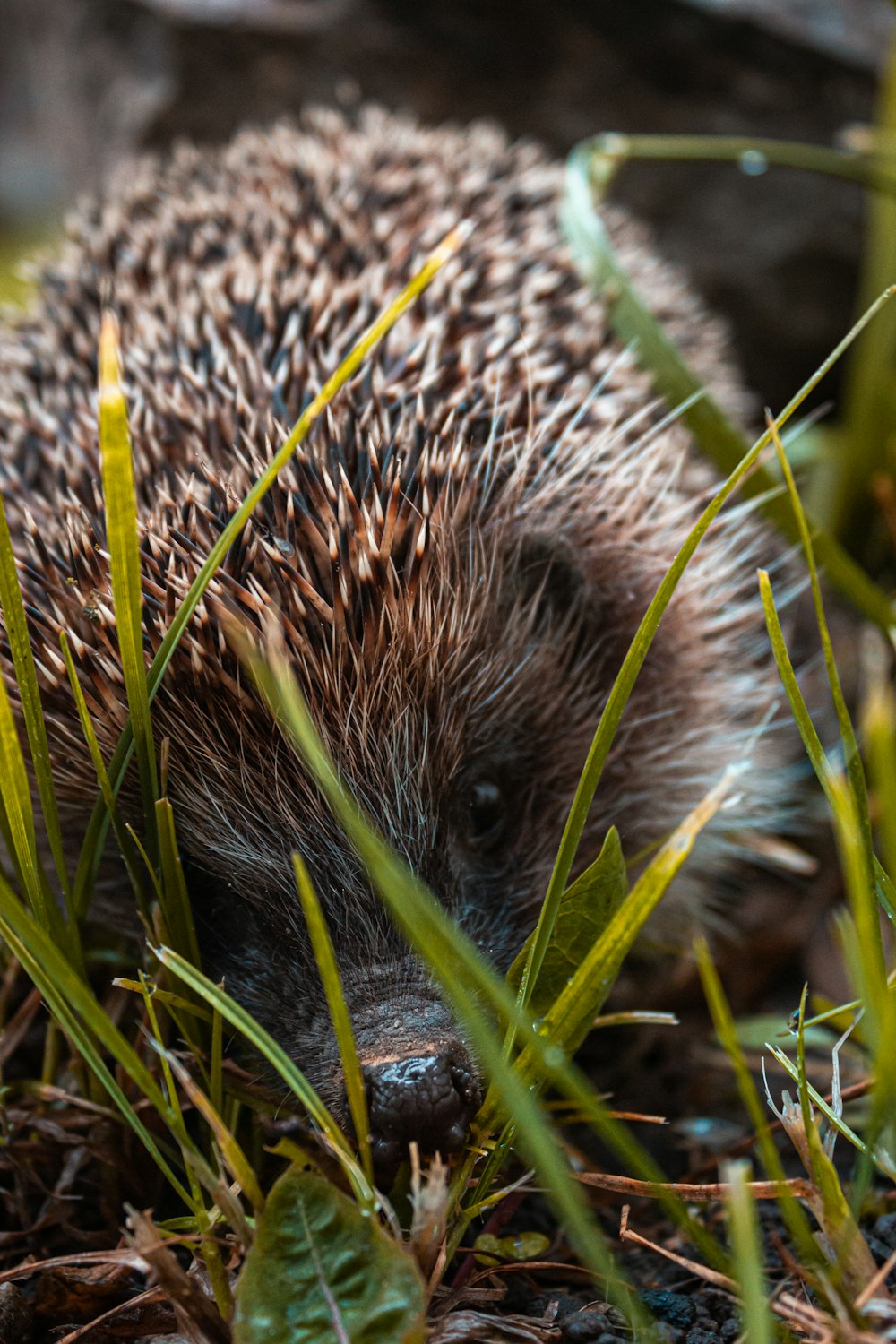 brown hedgehog on green grass during daytime