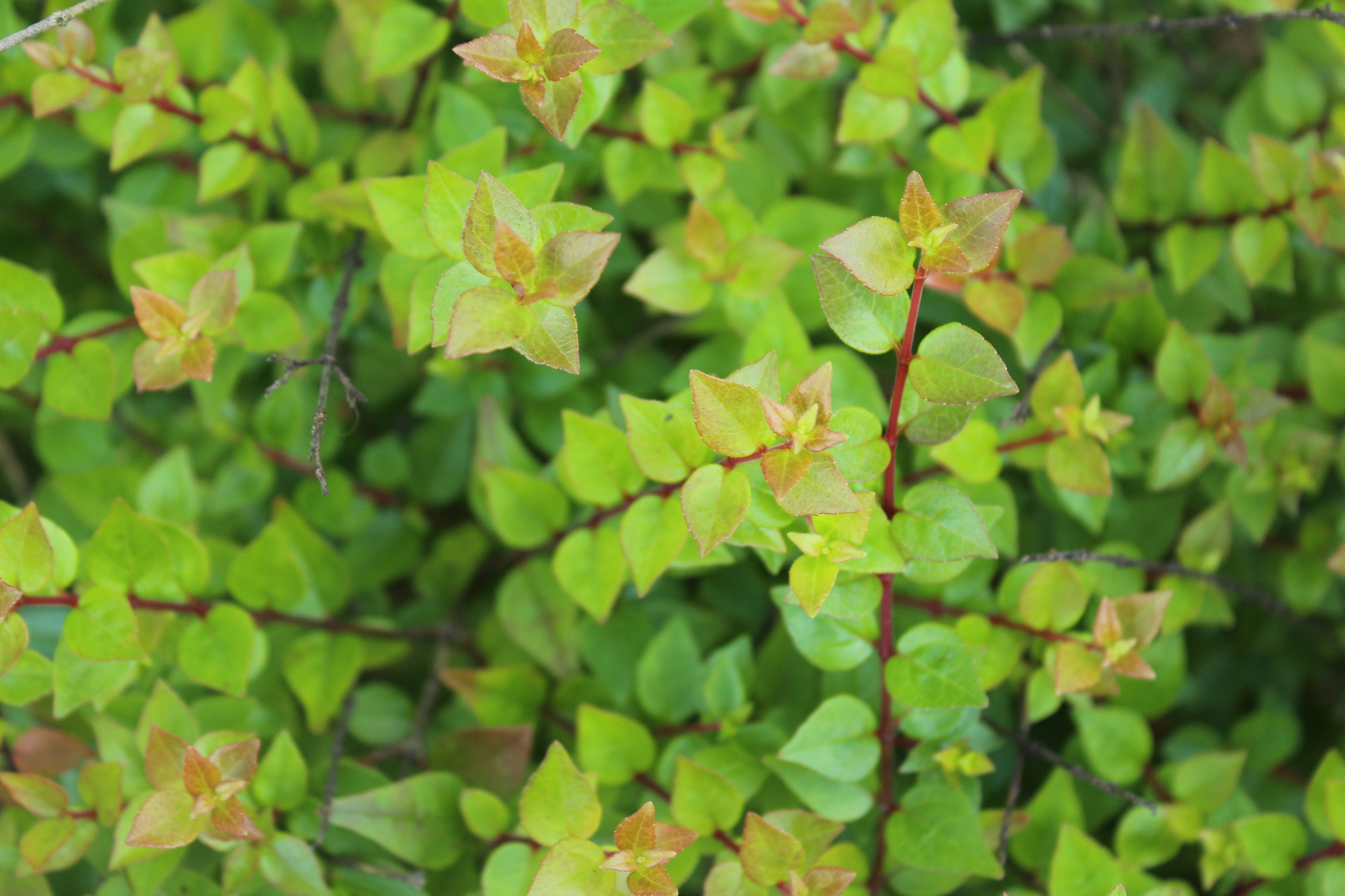 Photo by cassierose15