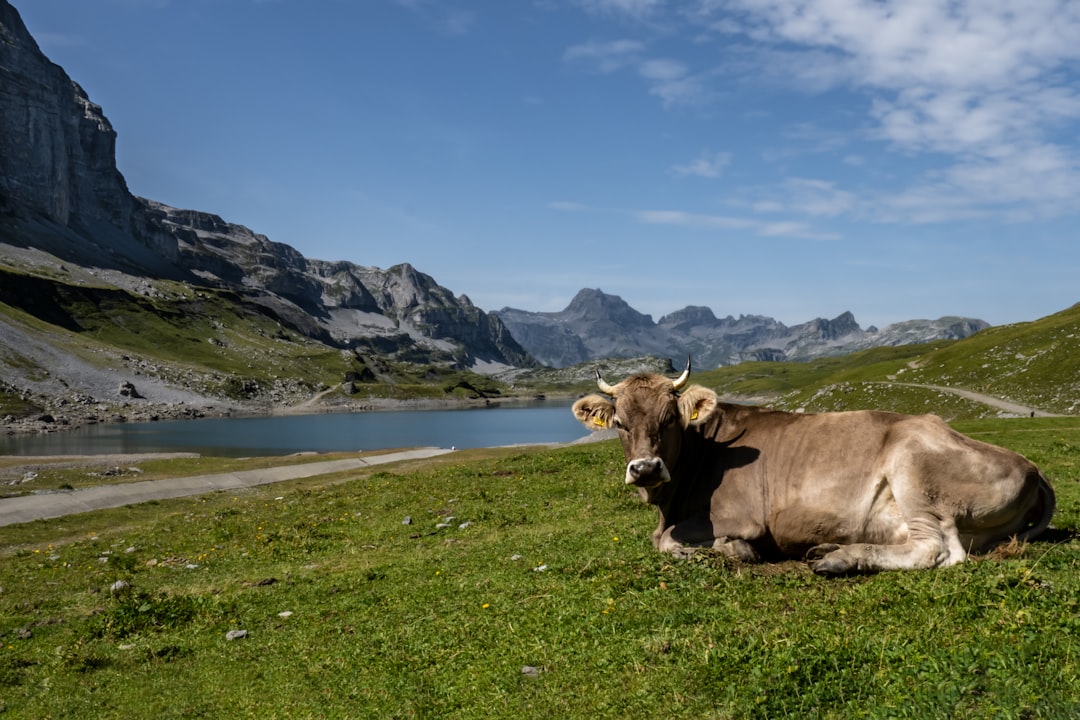 brown cow on green grass field near lake under blue sky during daytime
