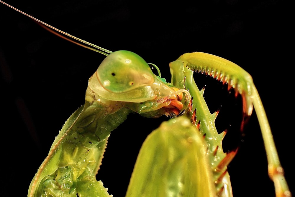 green praying mantis on green leaf in close up photography