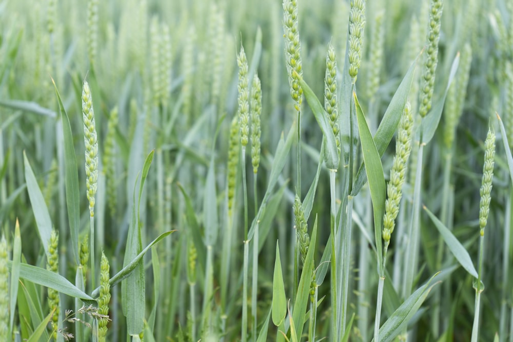 green wheat field during daytime