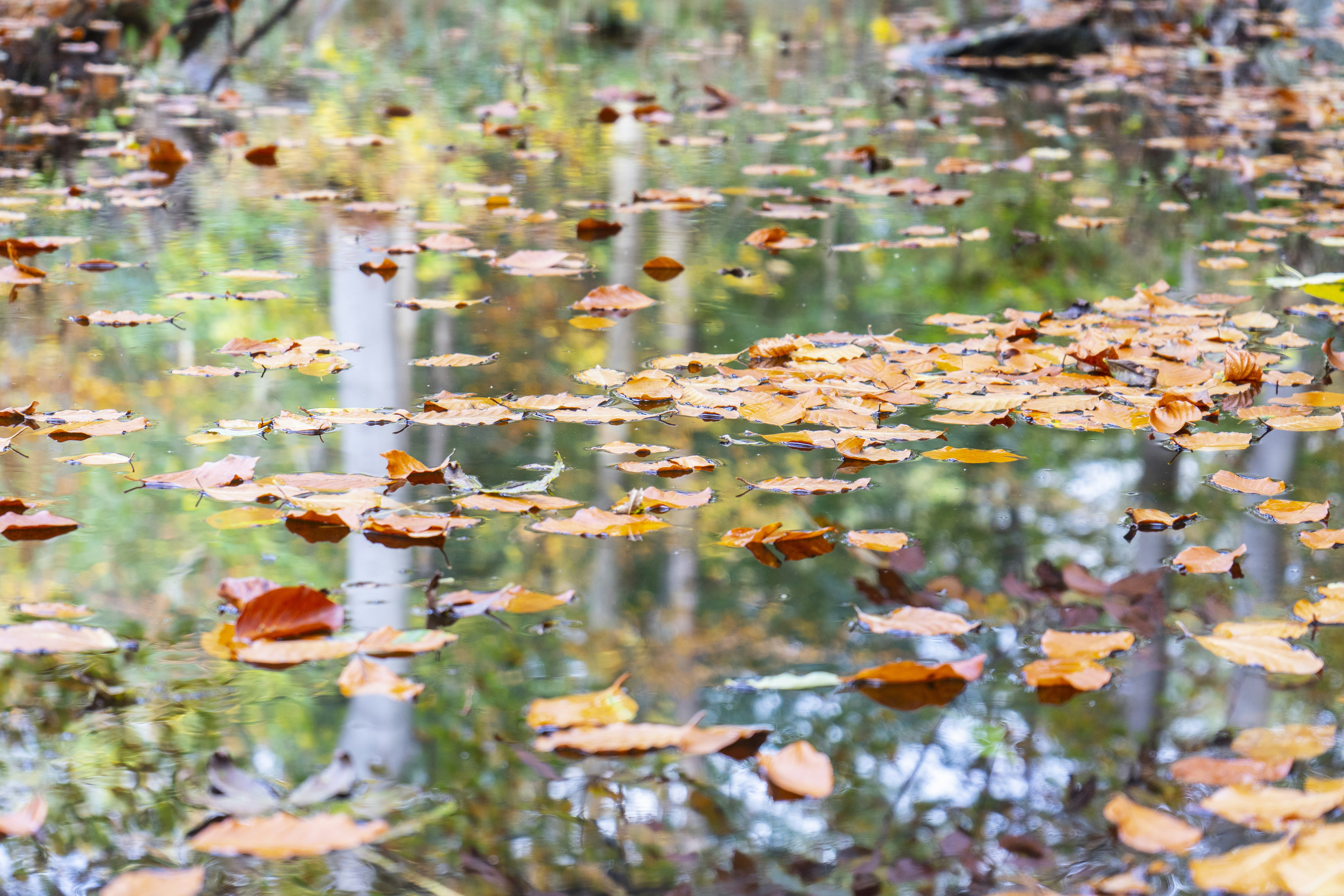 Photo by finjapetersen