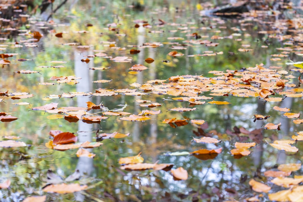 brown leaves on body of water