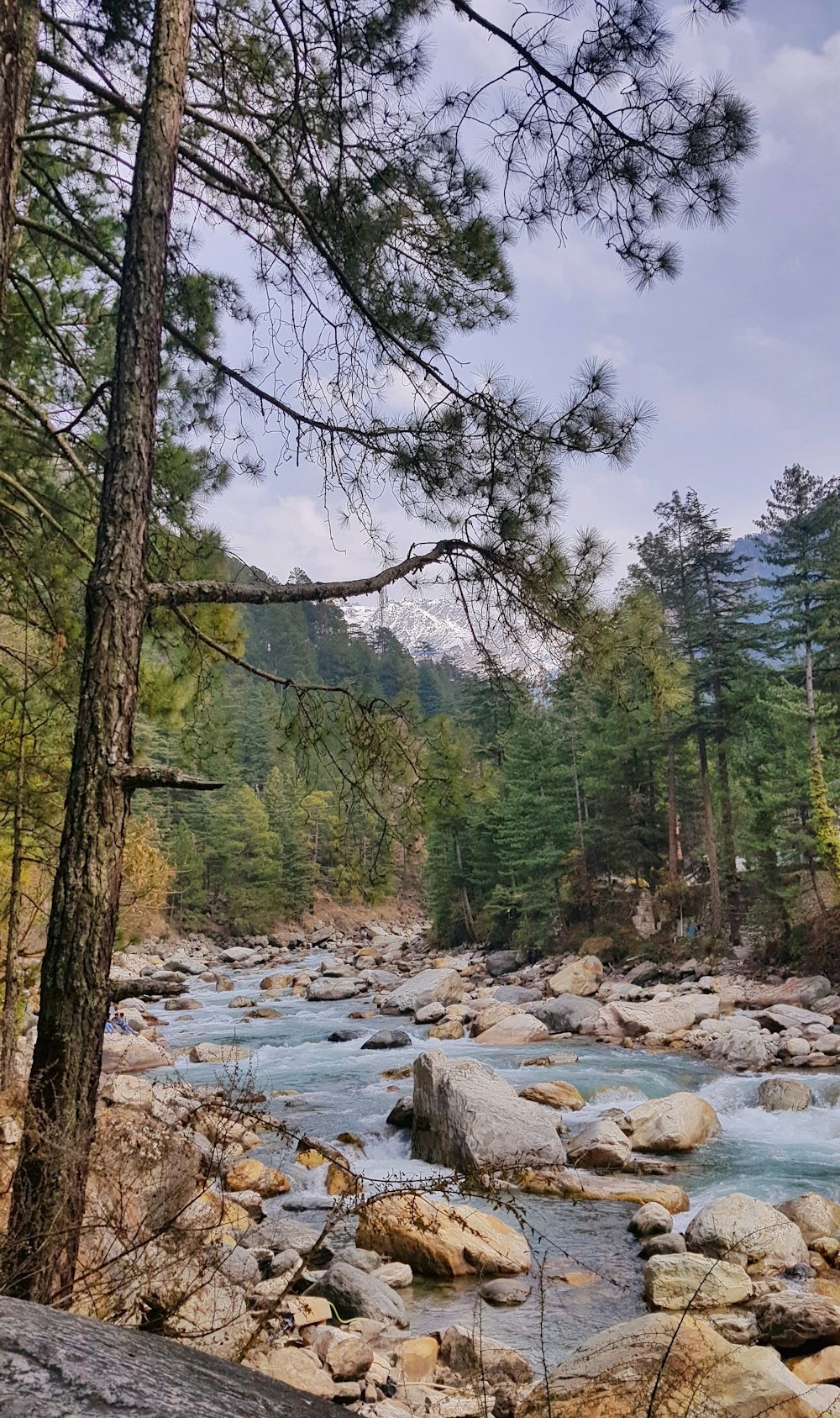 árboles verdes al lado del río bajo el cielo azul durante el día