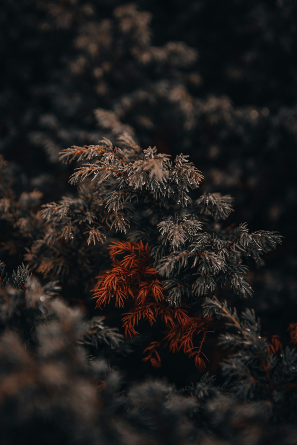 green and brown pine tree