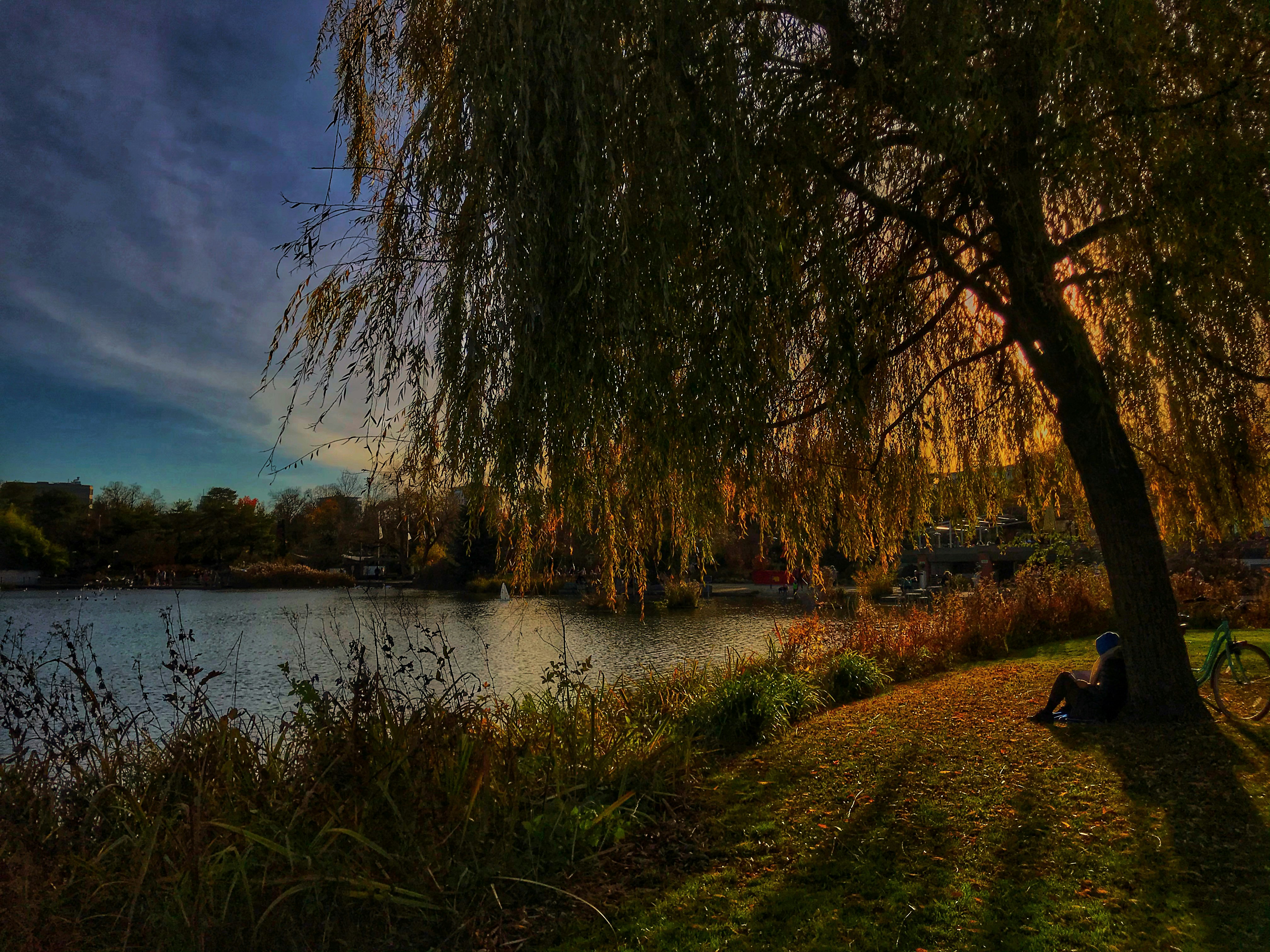 brown trees beside river under blue sky during daytime