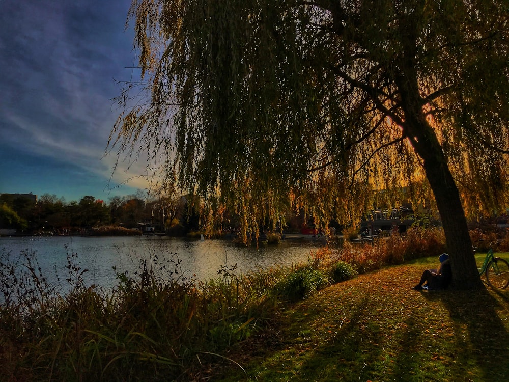 brown trees beside river under blue sky during daytime