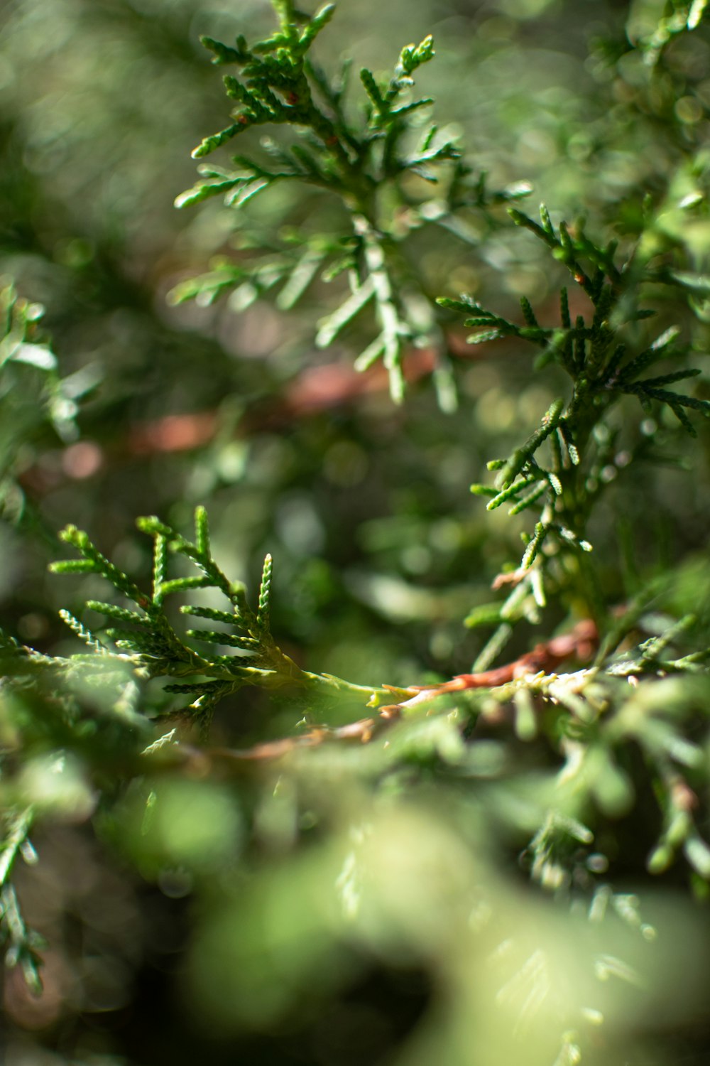 pin vert avec des gouttelettes d’eau