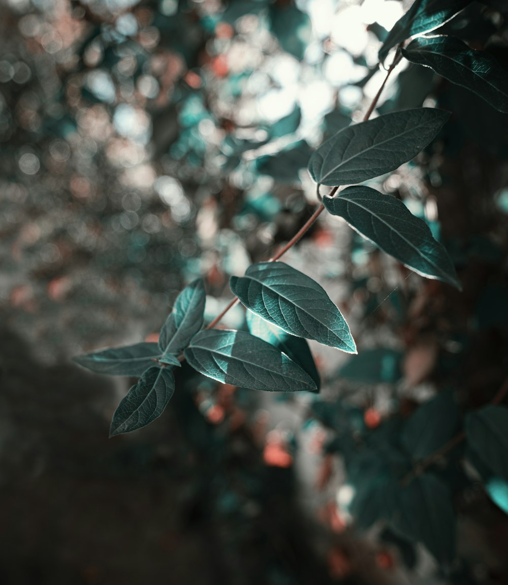 green leaf in tilt shift lens