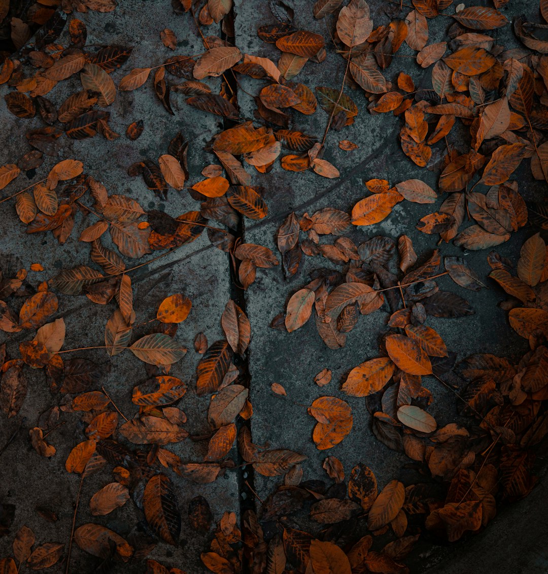 brown dried leaves on ground