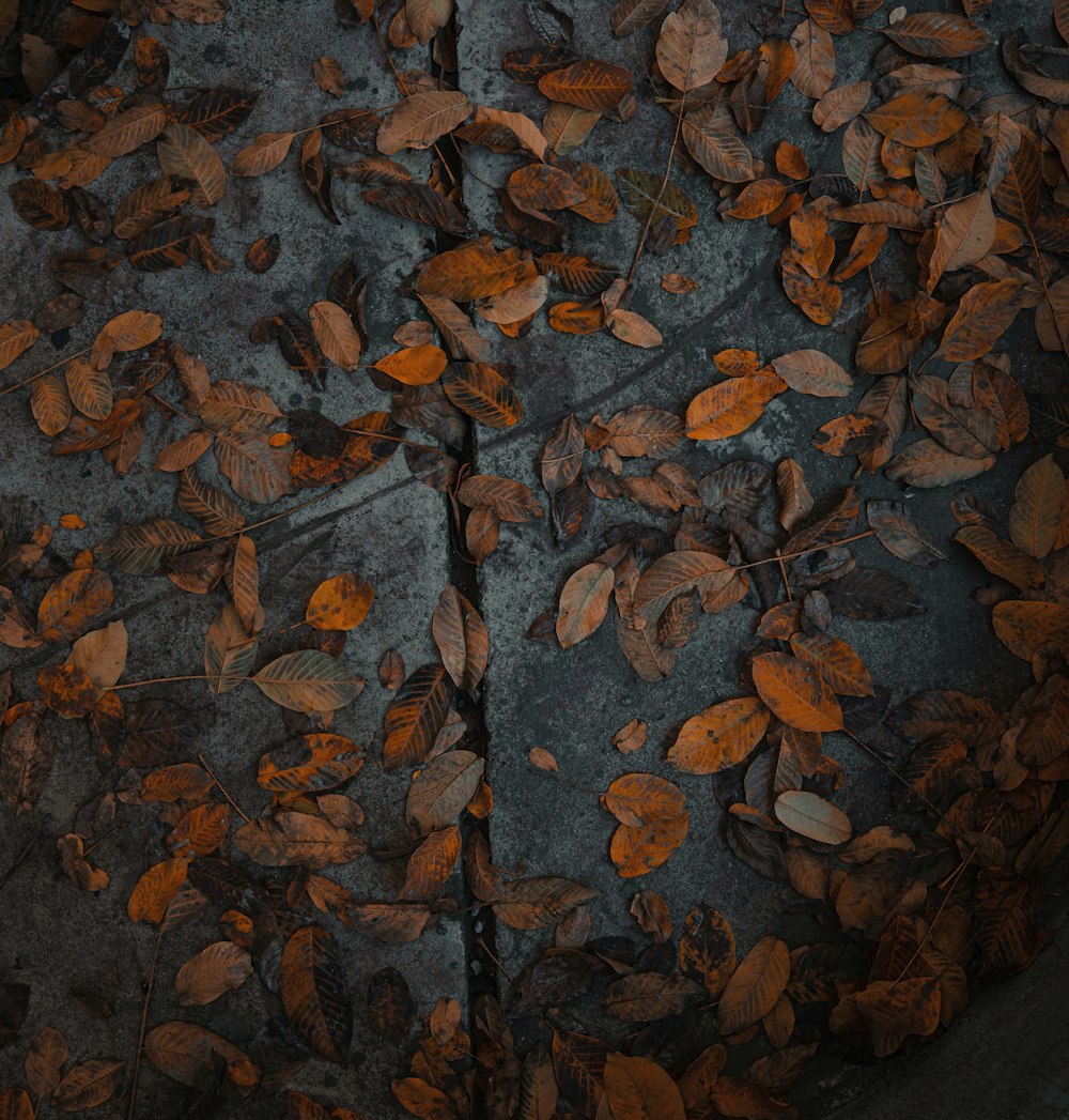 brown dried leaves on ground