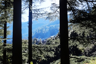 A peaceful view of Vihanga Village’s lush garden with soft morning light filtering through tall trees.
