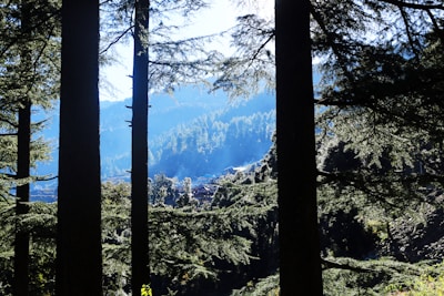 A peaceful view of Vihanga Village’s lush garden with soft morning light filtering through tall trees.