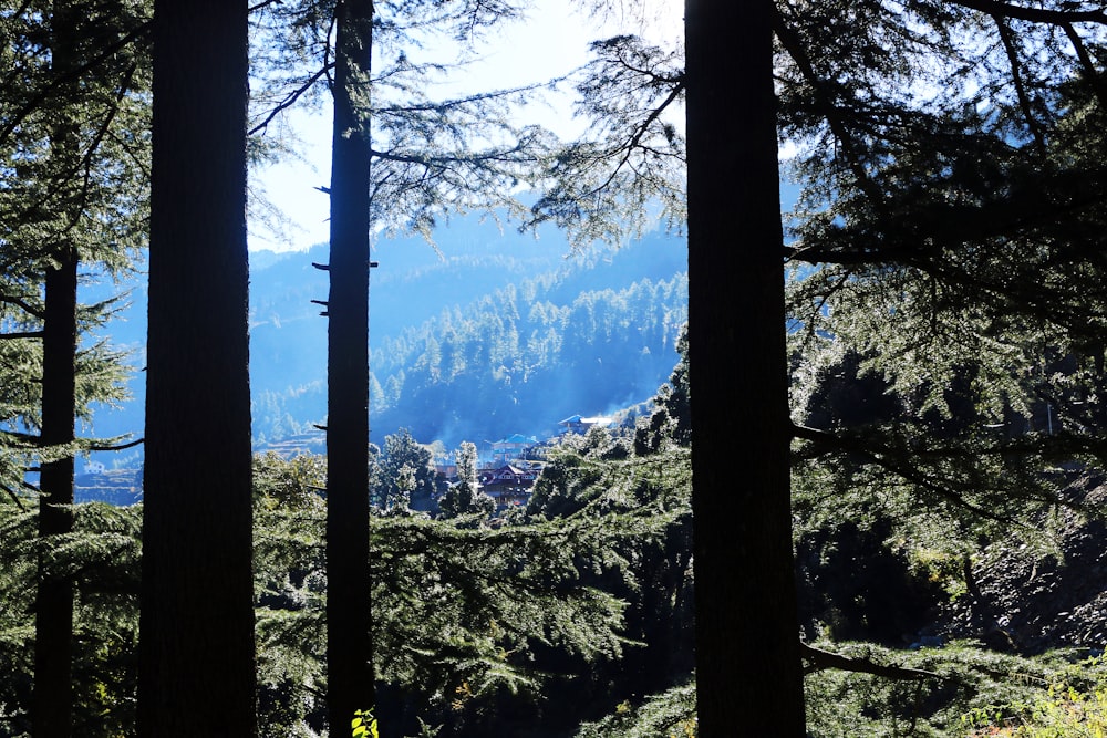 green trees on mountain during daytime