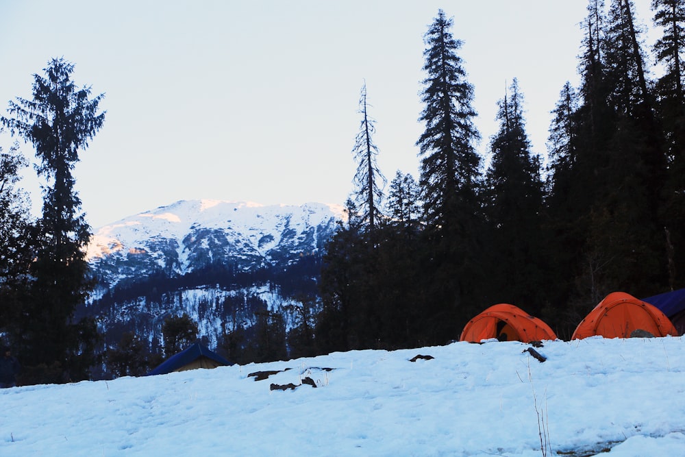 낮에는 푸른 나무 근처의 눈 덮인 땅에 갈색 텐트