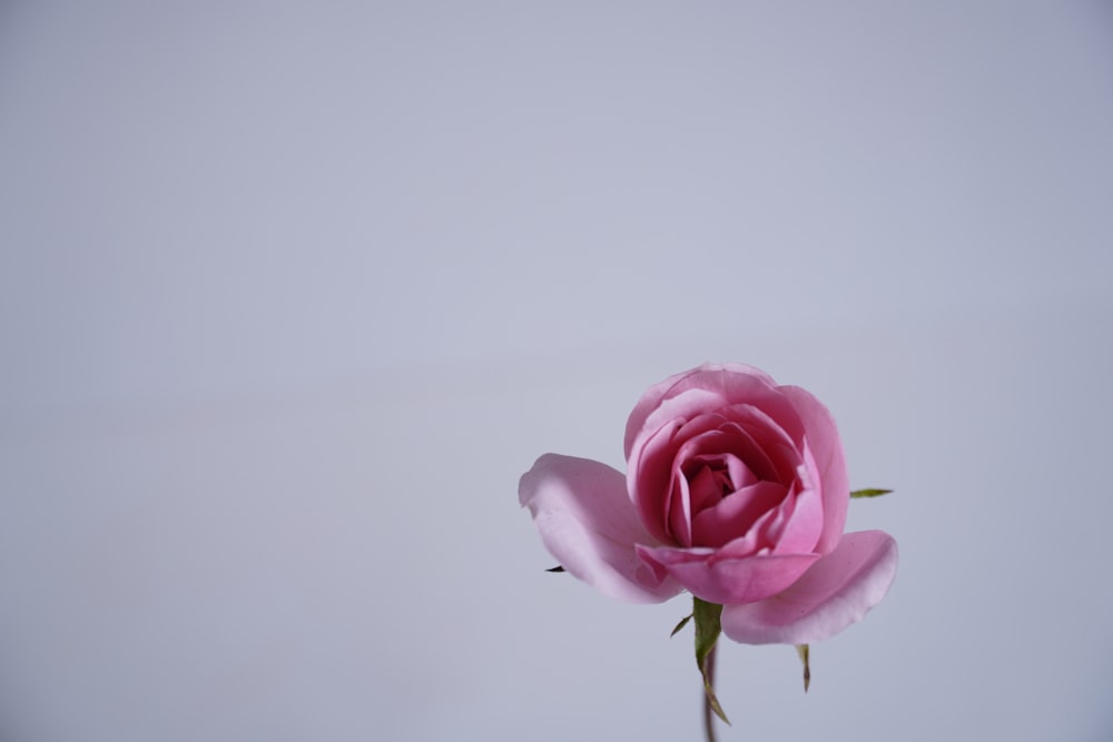 pink rose in close up photography