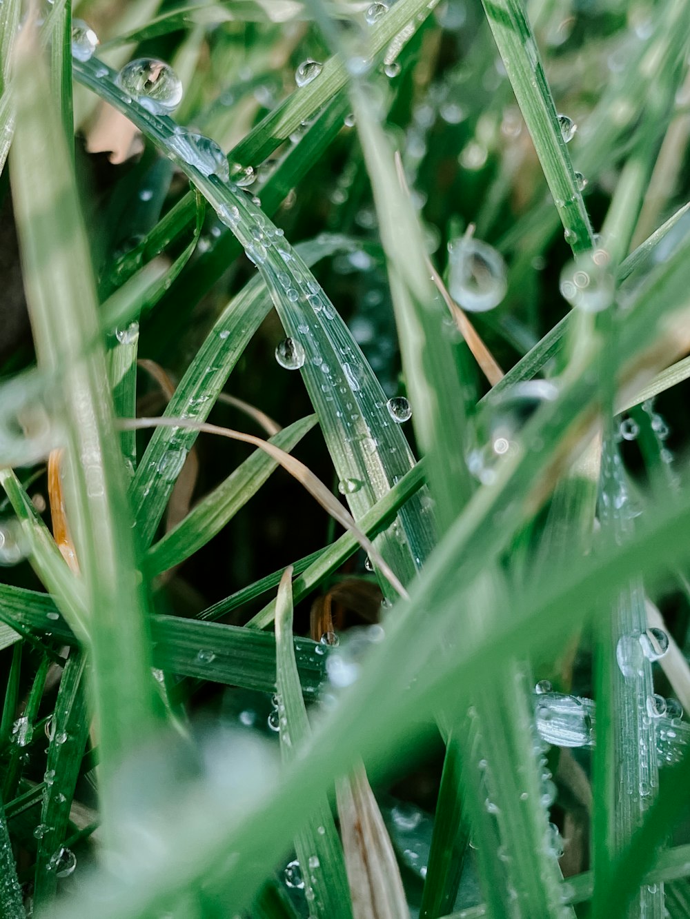 Wassertröpfchen auf grünem Gras