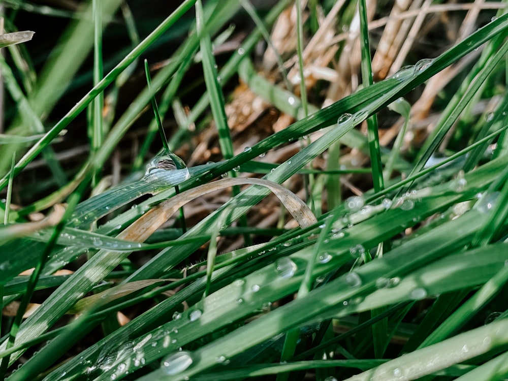 blue and black butterfly on green grass during daytime