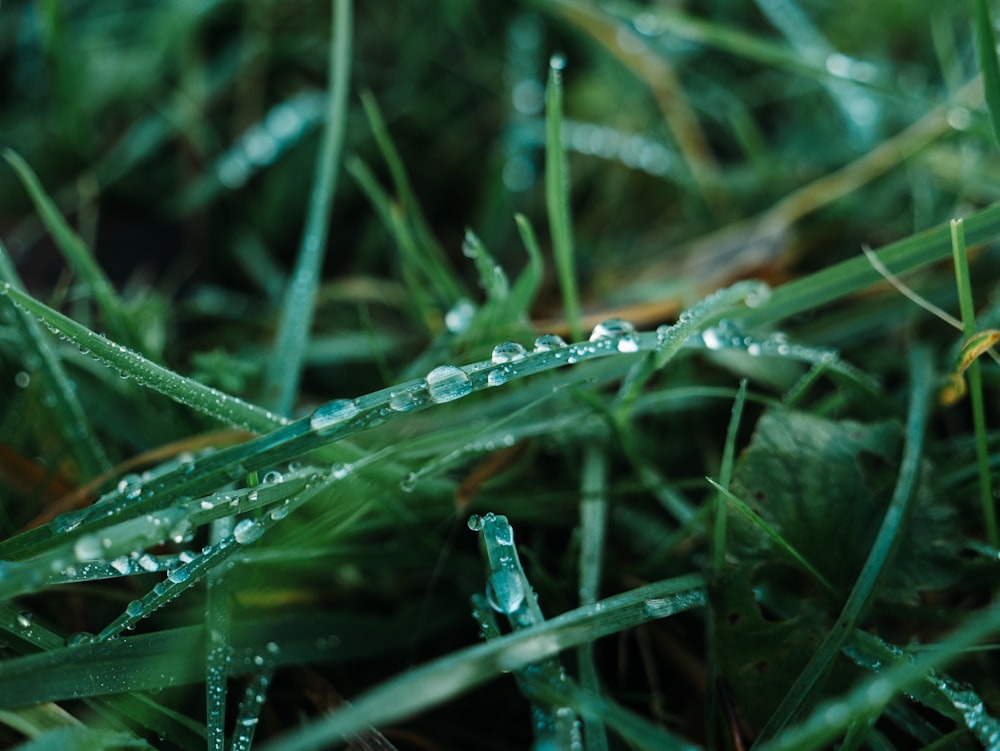 goccioline d'acqua su erba verde