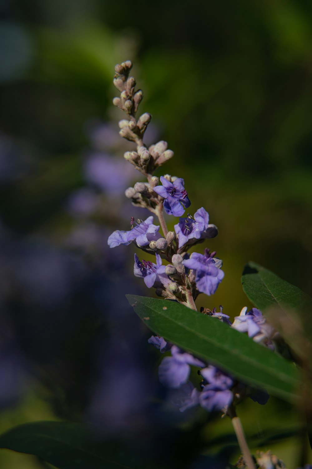 white and purple flower in tilt shift lens