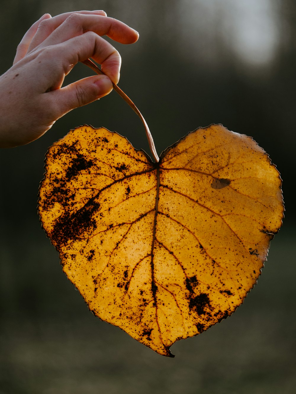 person holding yellow leaf during daytime