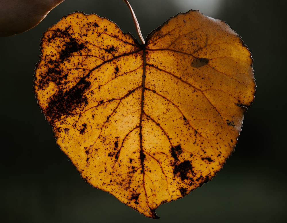 feuille brune et jaune en gros plan