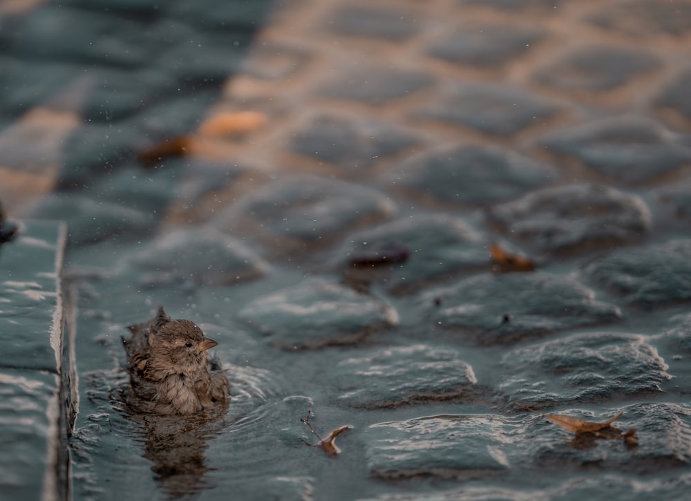 brown dried leaves on water